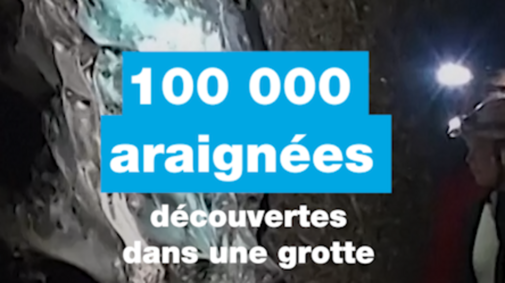 Plus de 100 000 araignées découvertes dans une grotte par des chercheurs