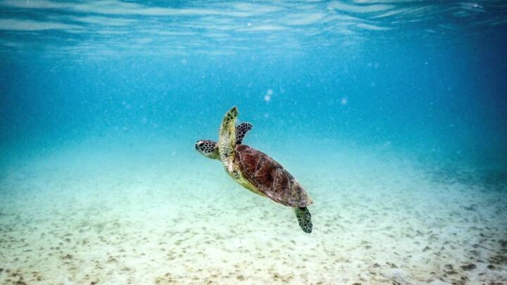 Coral reefs are under pressure from multiple presures including global warming, pollution and ocean acidification