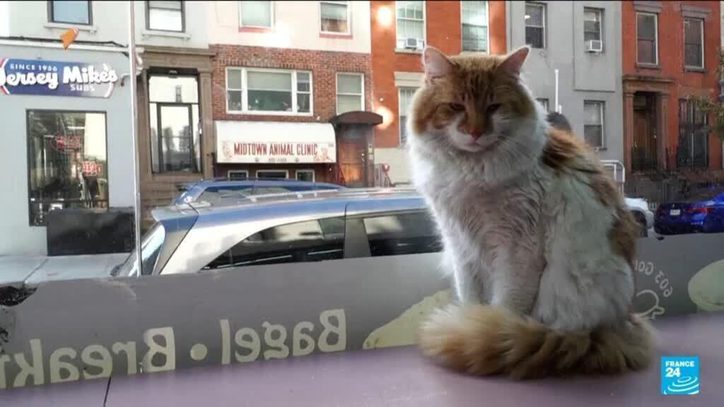 'Part of the city': New York seeks rights for beloved 'bodega cats'插图