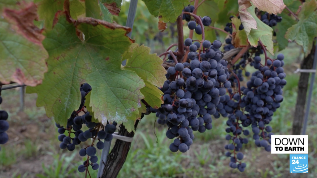These algae could save vineyards from pesticides