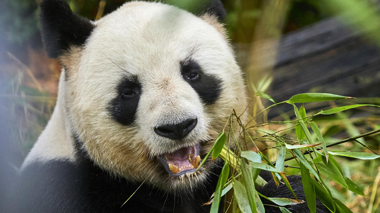 The Bright Side: Two pandas bid France 'adieu' for early retirement in China