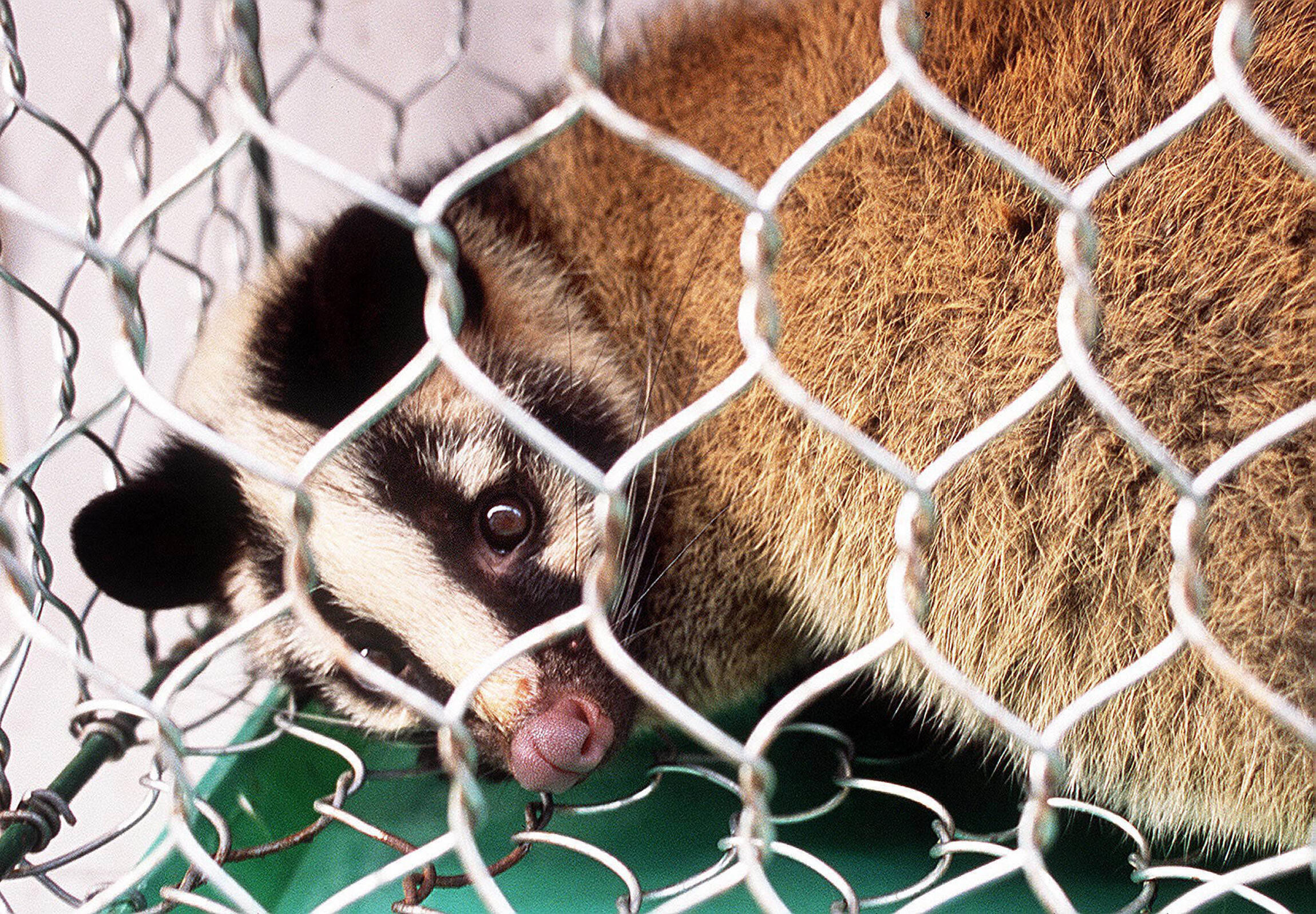 Civets, which could have been an intermediate Covid host, were present at the Wuhan market, a study has confirmed