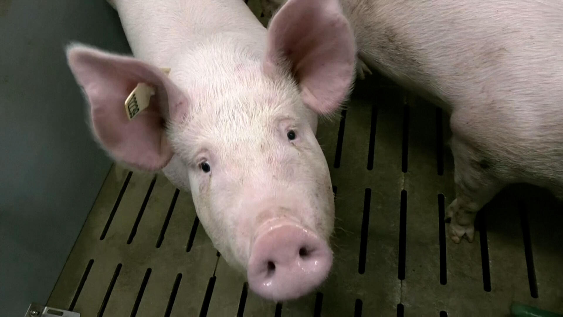 Inside the German lab cloning pigs for human heart transplants France 24