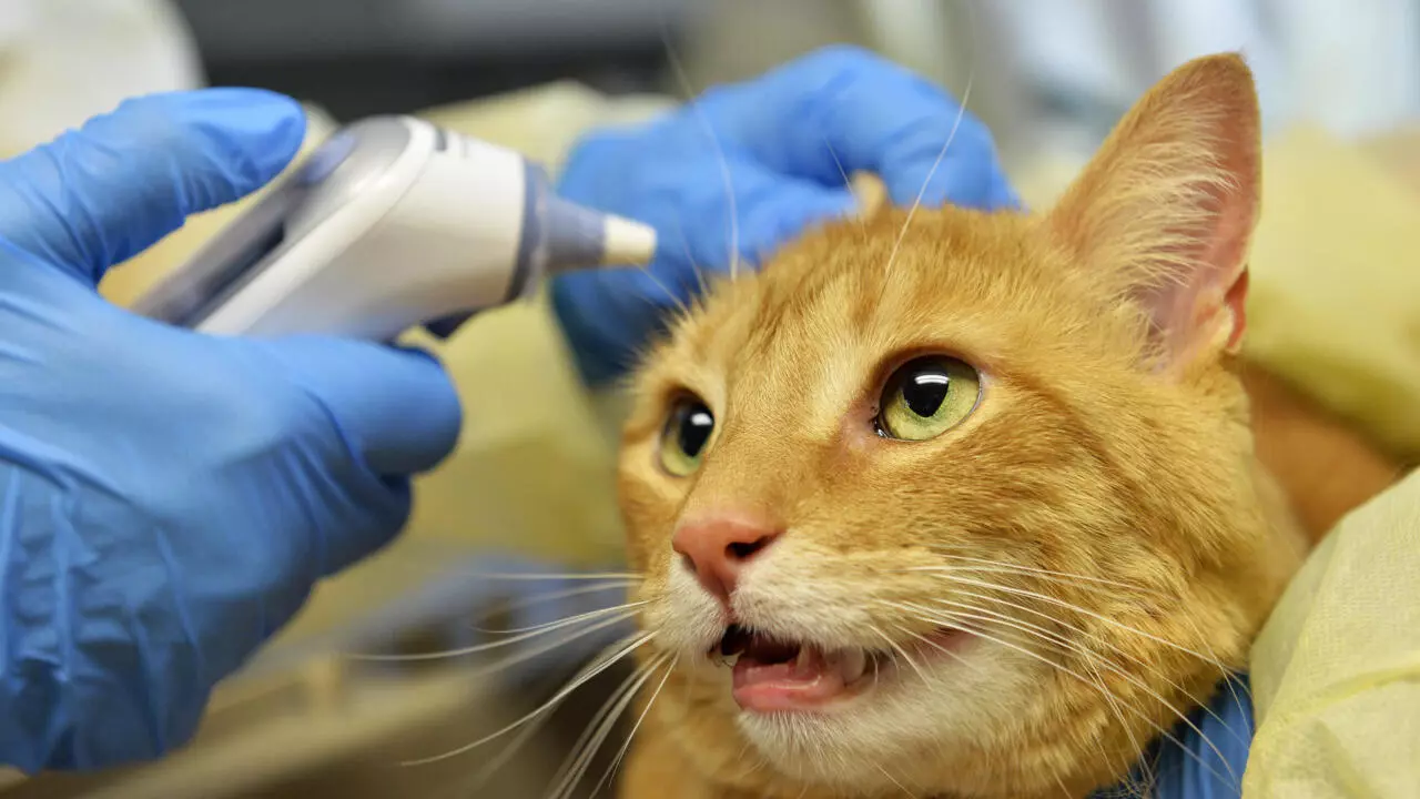 Paw-ly in the pandemic: pets can catch virus from owners - France 24