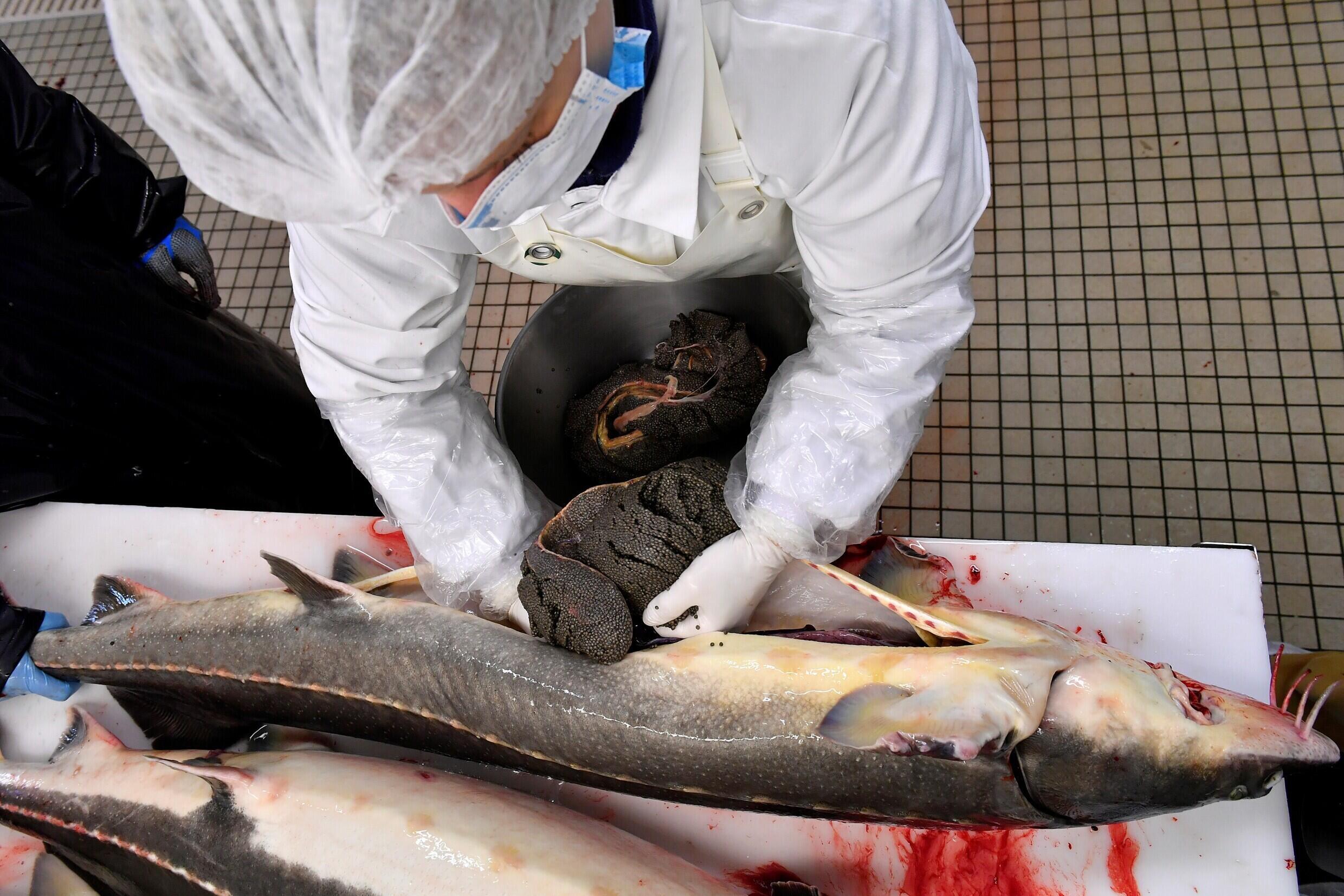 The withdrawal of sturgeon eggs that will be prepared to become caviar at the Storia aquaculture farm near Bordeaux, December 7, 2022