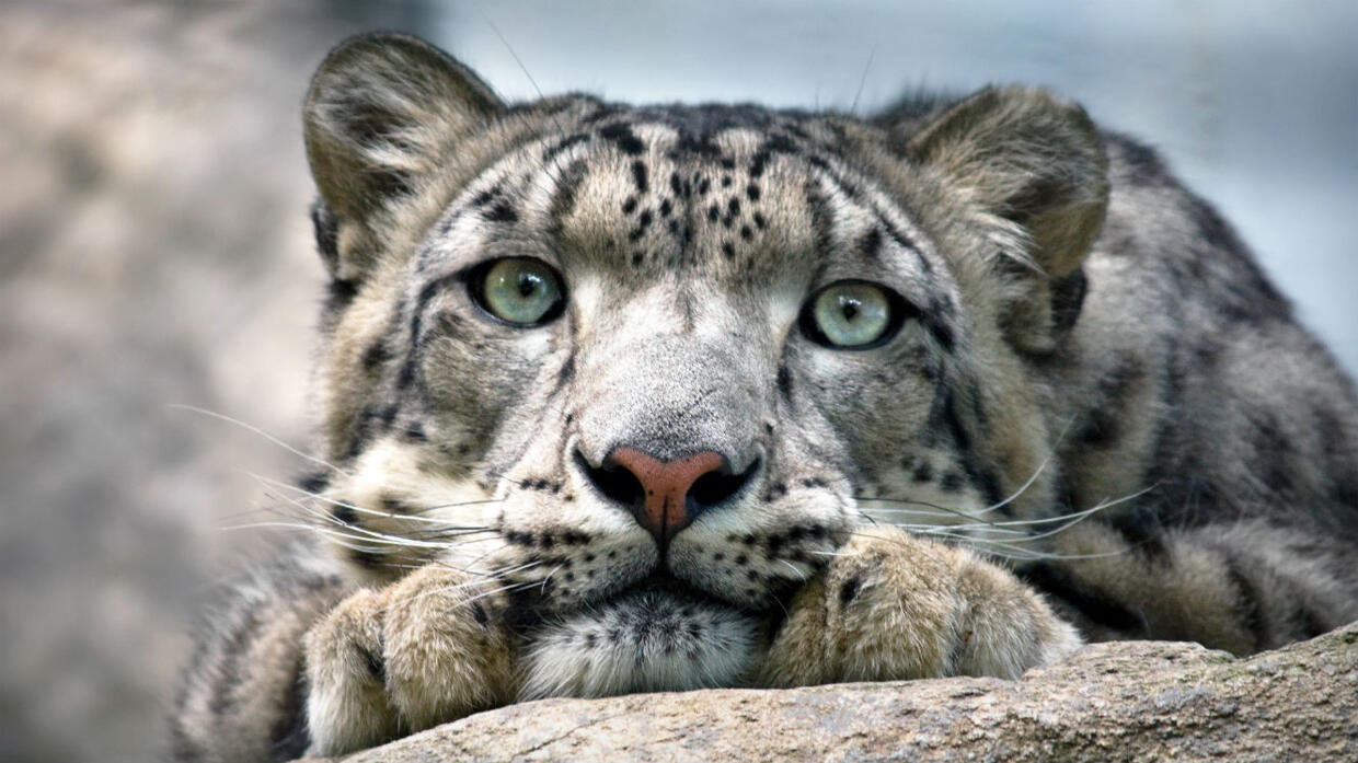 A La Recherche De La Panthere Des Neiges La panthère des neiges n'est plus une espèce menacée d'extinction mais