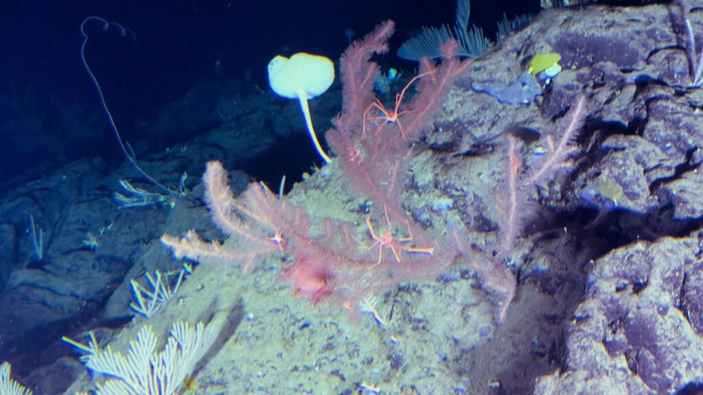 Océans : à 1 000 mètres de profondeur, l'exploration d'un monde méconnu