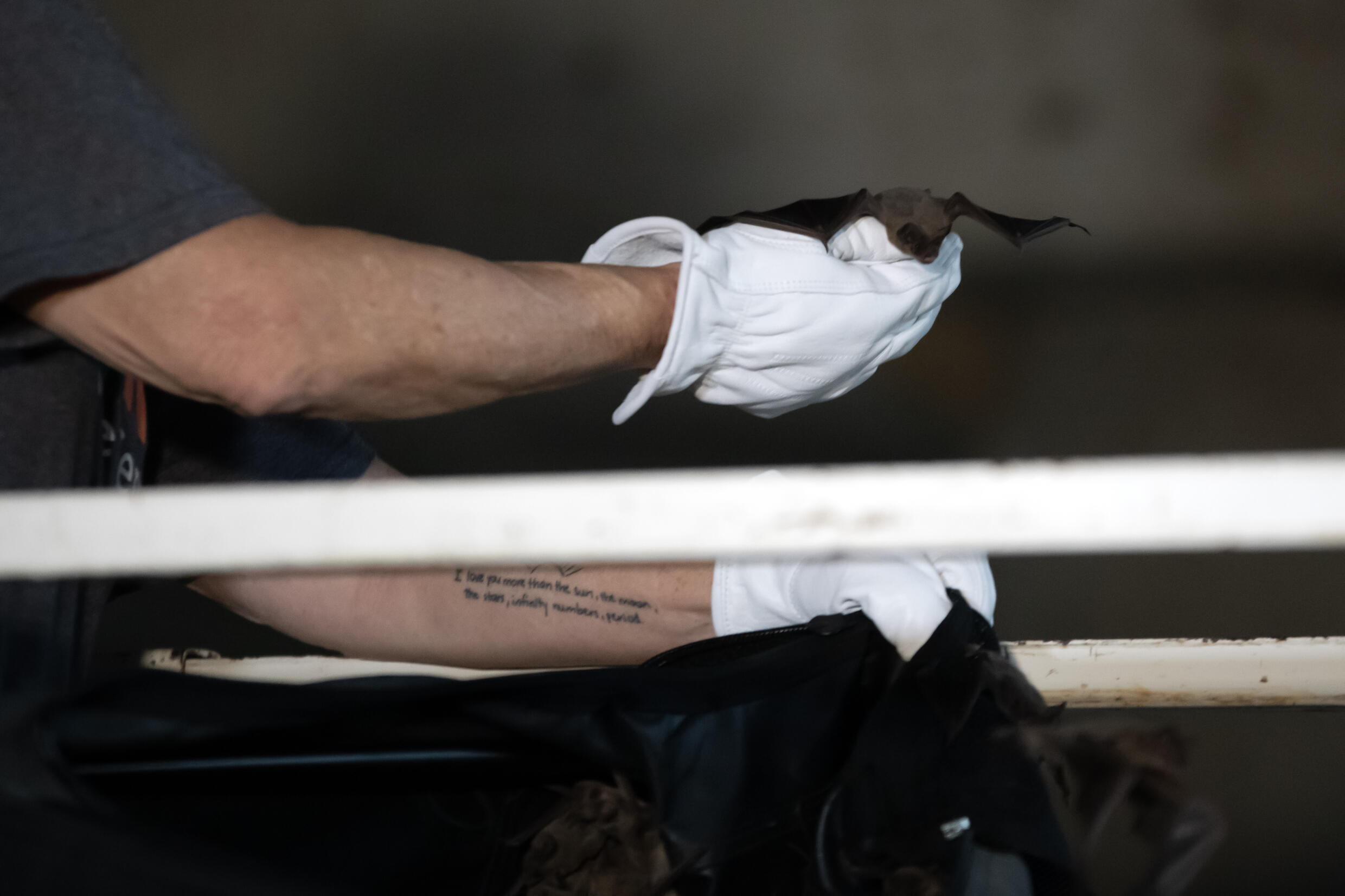 Holy icy chill, Batman! Freezing bats saved in Texas