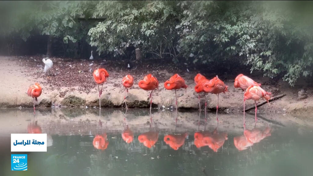 رحلة عبر حدائق الحيوان.. "باراديزا" البلجيكية تنال لقب أفضل حديقة حيوانات في أوروبا