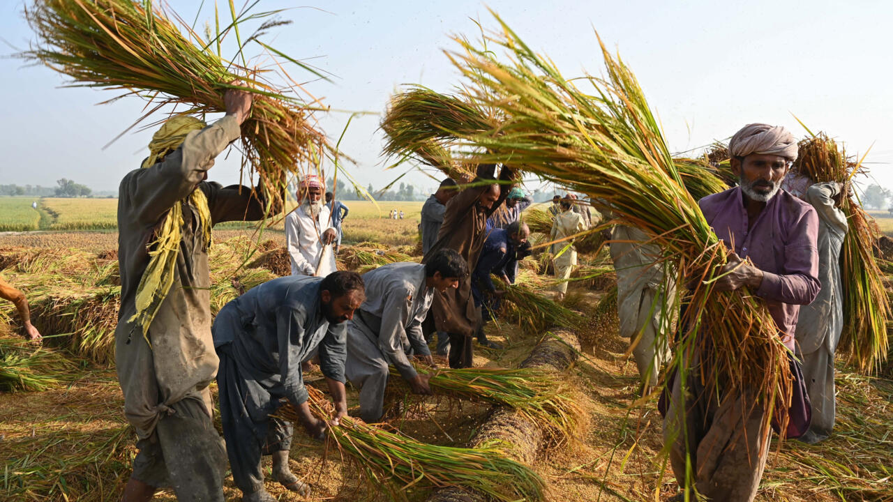 50 مليون دولار خسائر إغلاق الحدود بين أفغانستان وباكستان