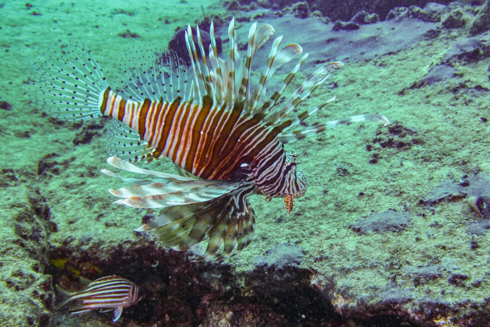 Scientists say the worst-case scenario is the entire 'tropicalisation' of the Med by 2100