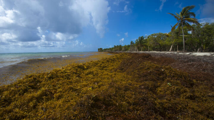 Mystery seaweed threatens French Caribbean