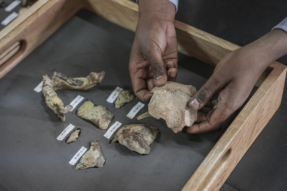 Des ossements de l'australopithèque Lucy au musée national d'Éthiopie, le 19 novembre 2024 à Addis Abeba.