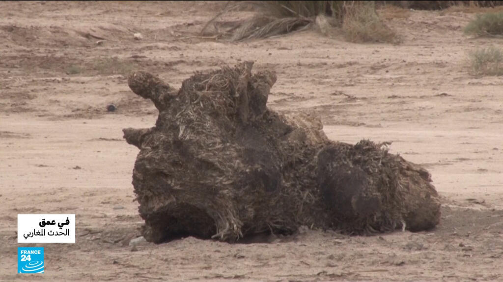 المغرب يواجه التصحر بأساليب زراعية مستدامة