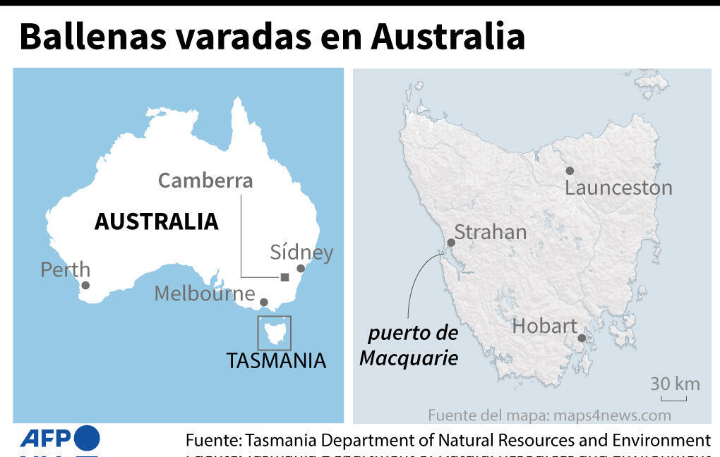 Ballenas piloto varadas en Australia