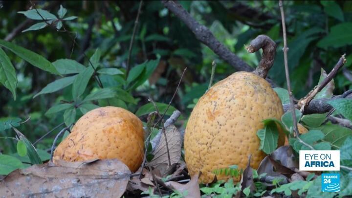 In Senegal, the madd fruit, also called Saba senegalensis, is a seasonal favourite, prized for its tangy-sweet flavour and health benefits. From Dakar’s markets to Casamance villages, Madd supports local farmers and traders, providing an important economic boost during the rainy season.