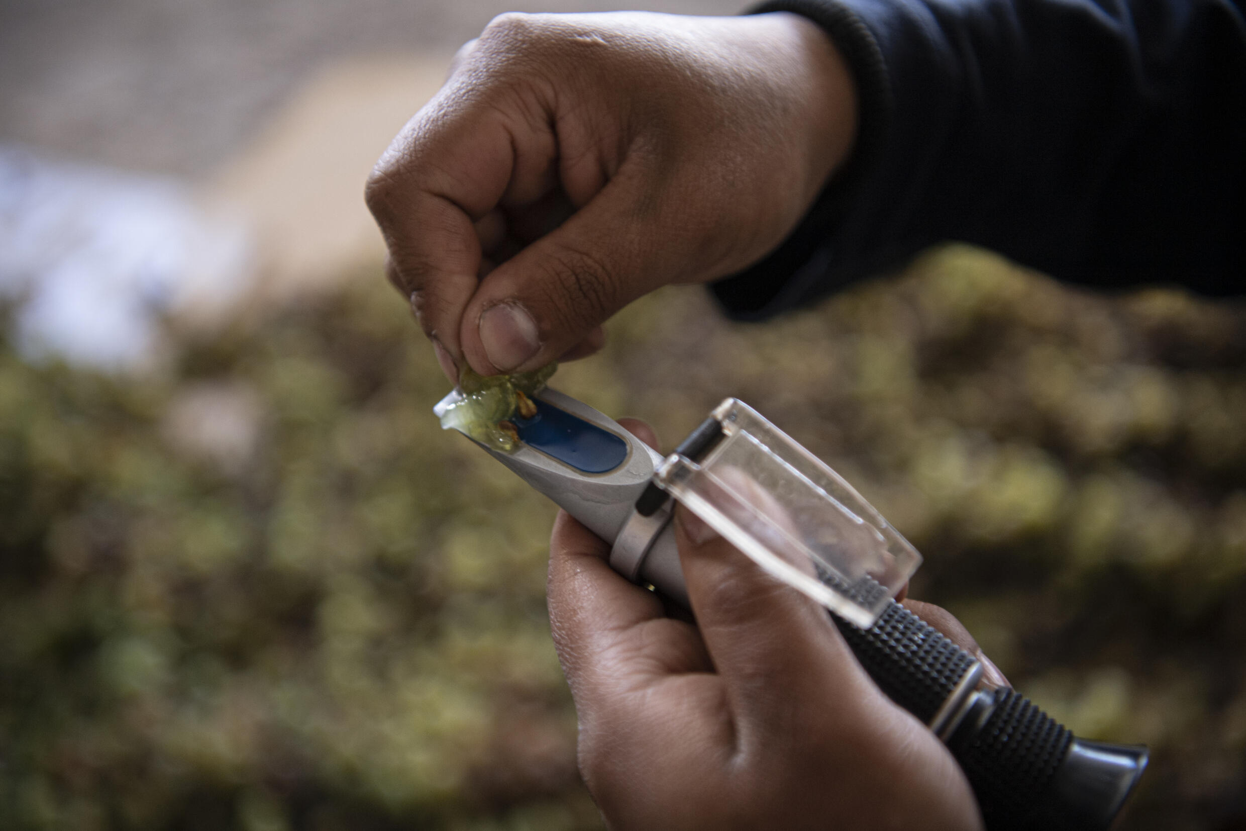 'Kind of complicated' Growing grapes in the world's driest desert