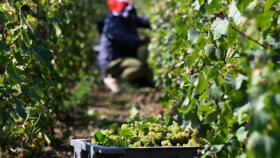A grape picker works in a vineyard during the 2024 Champagne harvest, on September 20, near Epernay in eastern France.