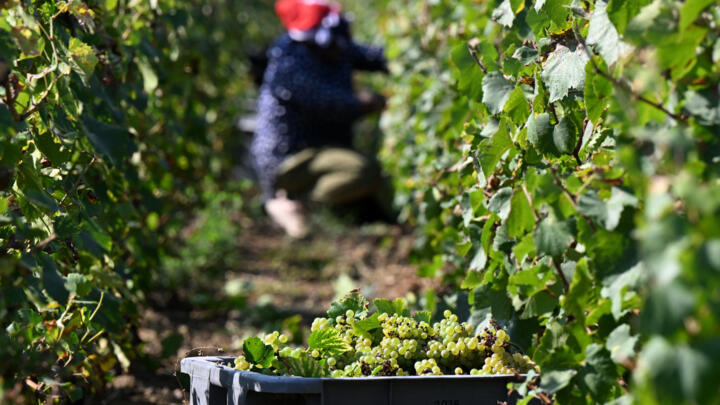 A grape picker works in a vineyard during the 2024 Champagne harvest, on September 20, near Epernay in eastern France.