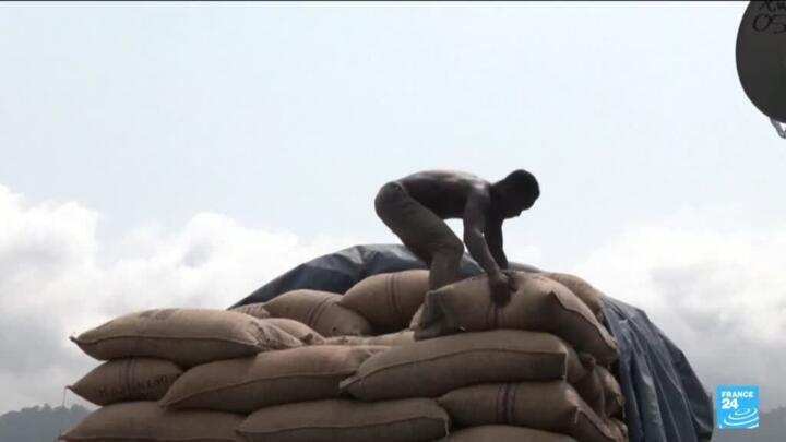 Climate change and gold mining threaten West Africa's cocoa production