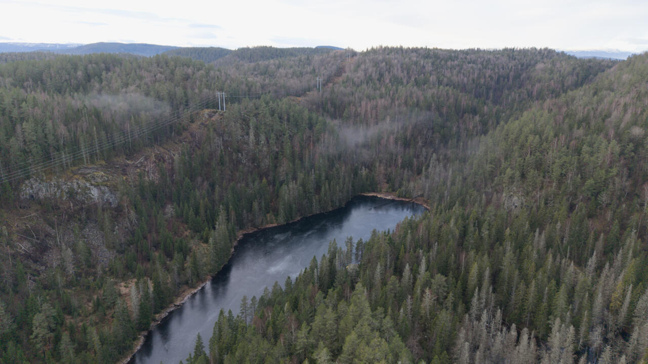 france24.com - Beetles block mining of Europe's biggest rare earths deposit