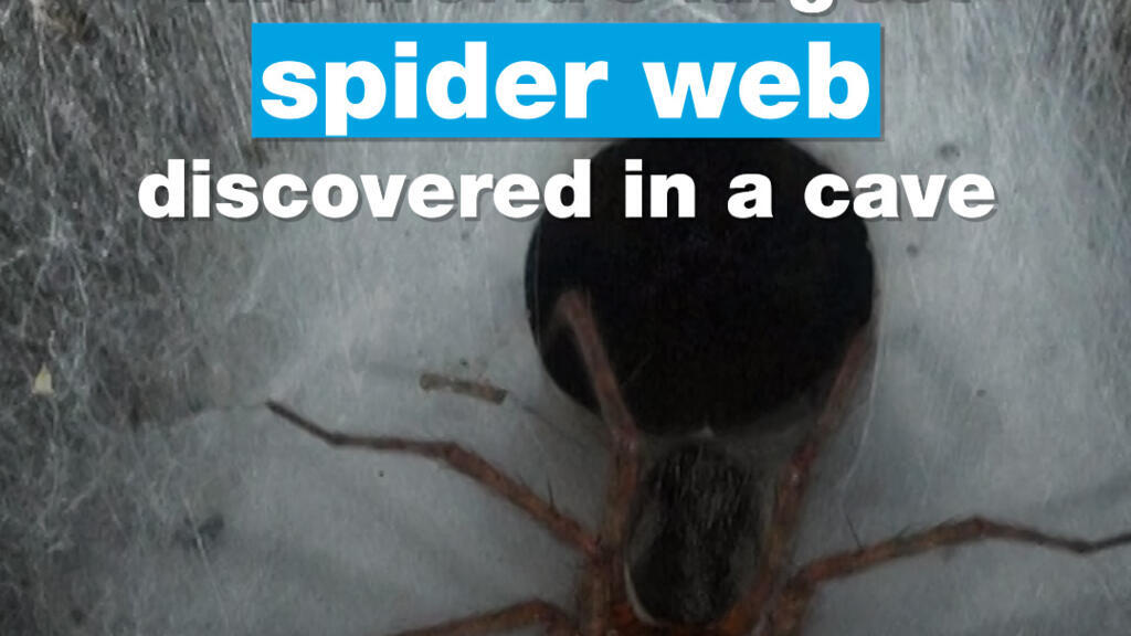 🕷️The world’s largest spider web discovered in a cave