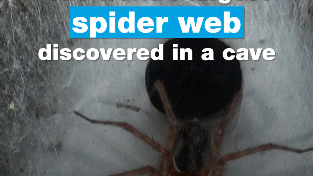 The world’s largest spider web discovered in a cave