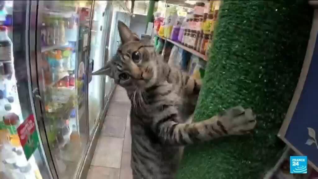 États-Unis : New York veut légaliser ses "bodega cats", les chats de ses épiceries