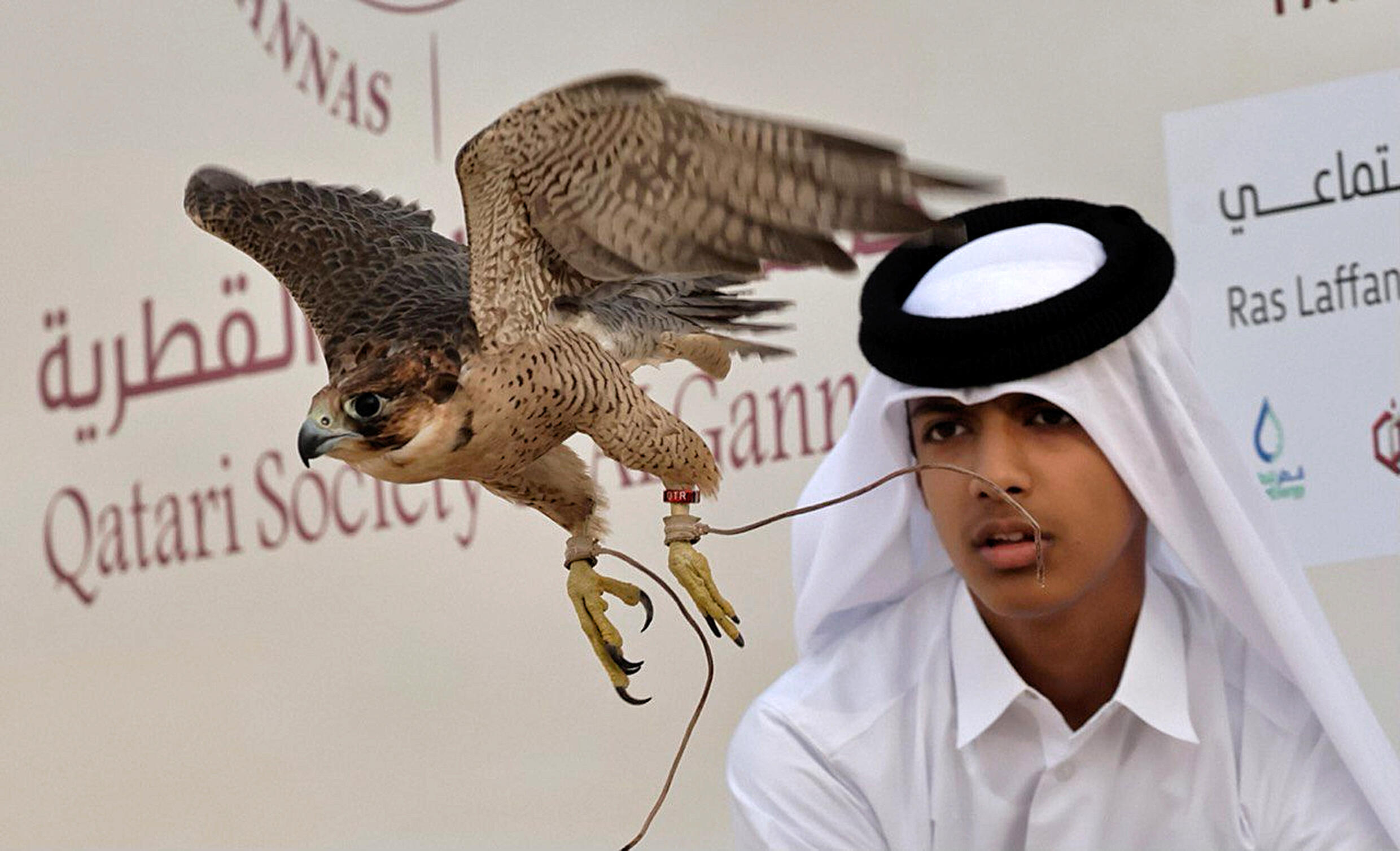 Falconers hope to draw World Cup fans to Qatar heritage