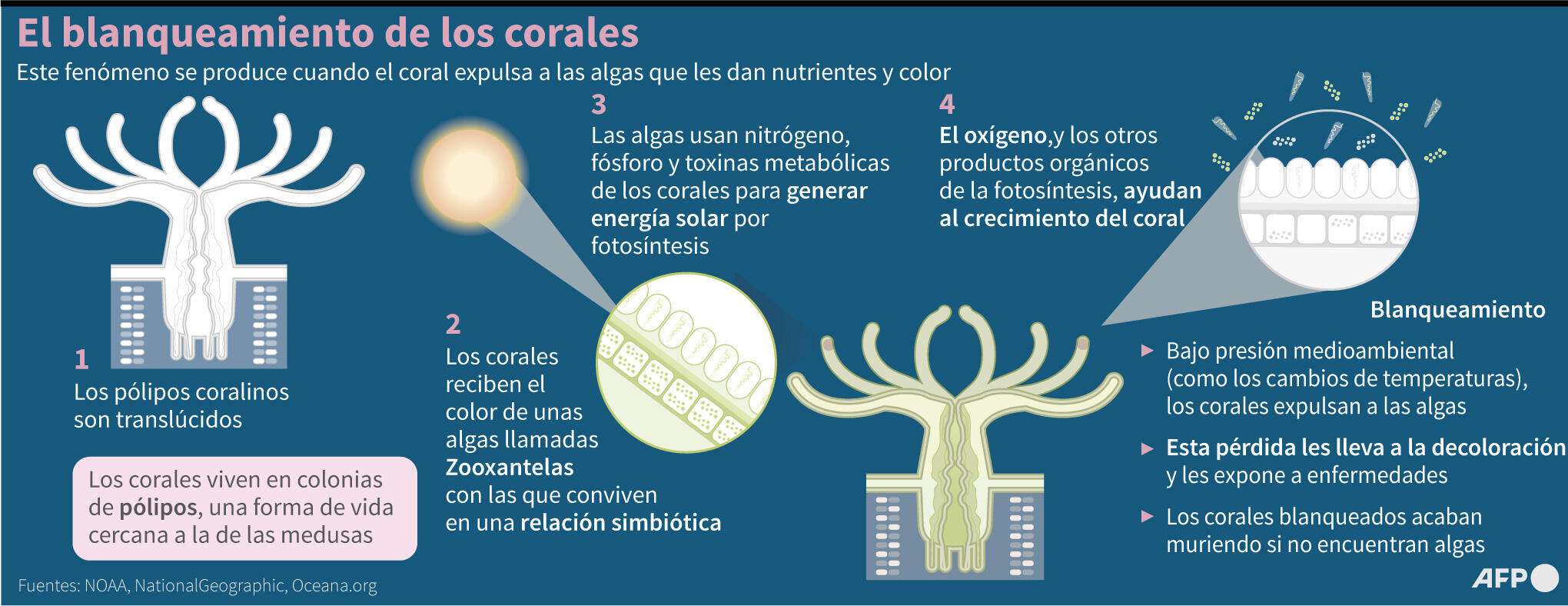 El blanqueamiento de los corales