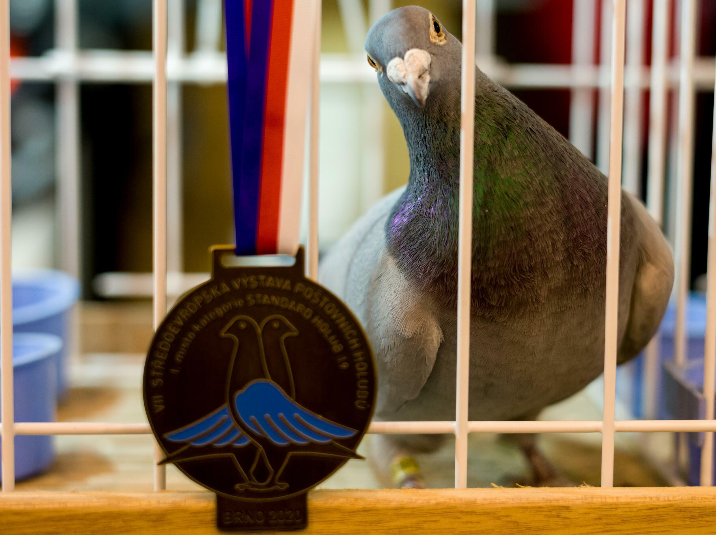 Lecąc z wiatrem, mogą osiągnąć prędkość do 120 kilometrów (74 mil) na godzinę