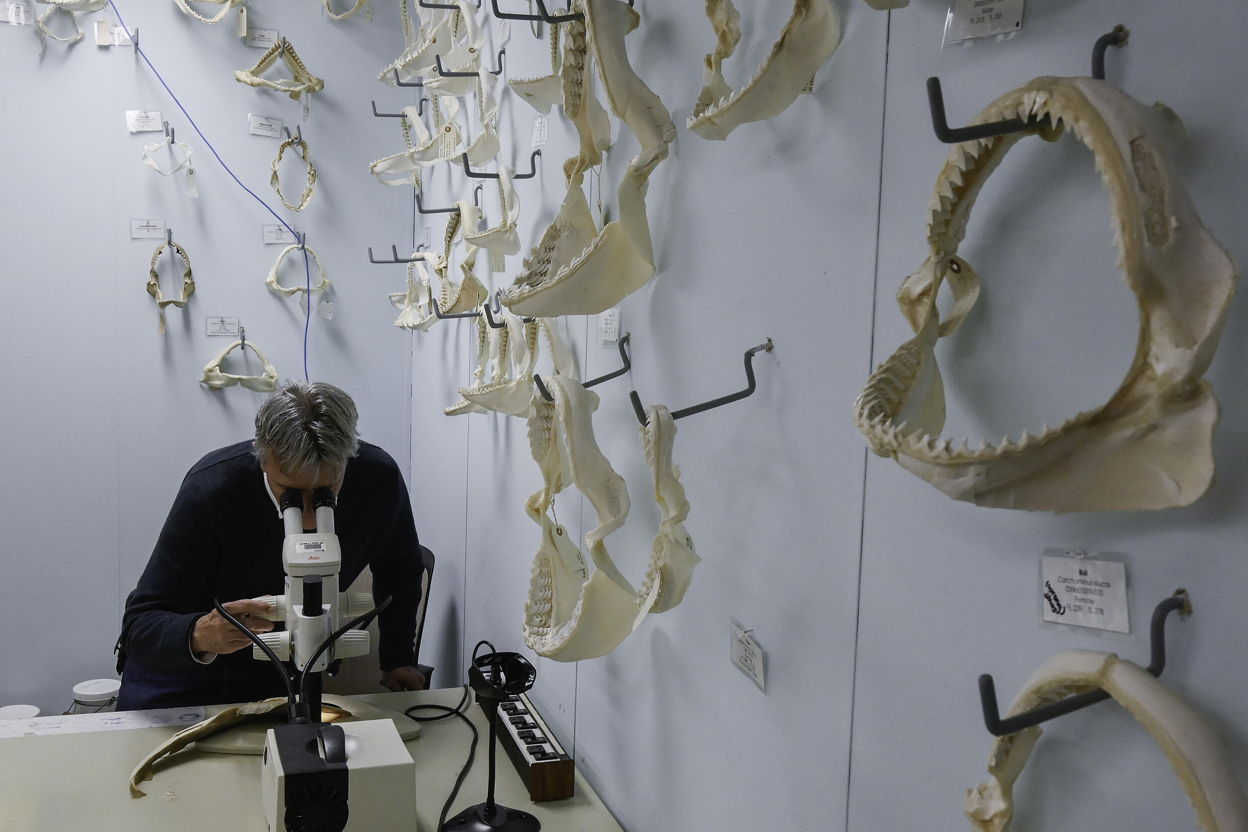 Florida es el lugar con más mordeduras de tiburones, pero aún no anule