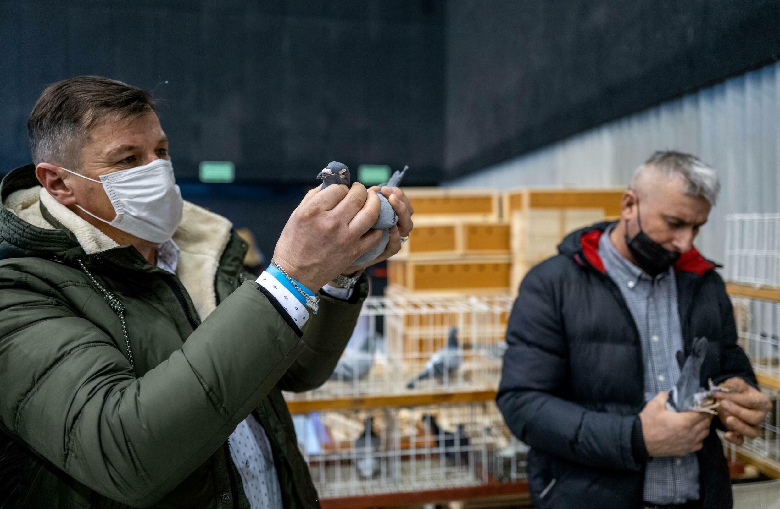 Po zajęciu Polski w 1939 roku hitlerowcy natychmiast zakazali hodowli gołębi, a po wojnie entuzjaści zmuszeni byli zaczynać od nowa.
