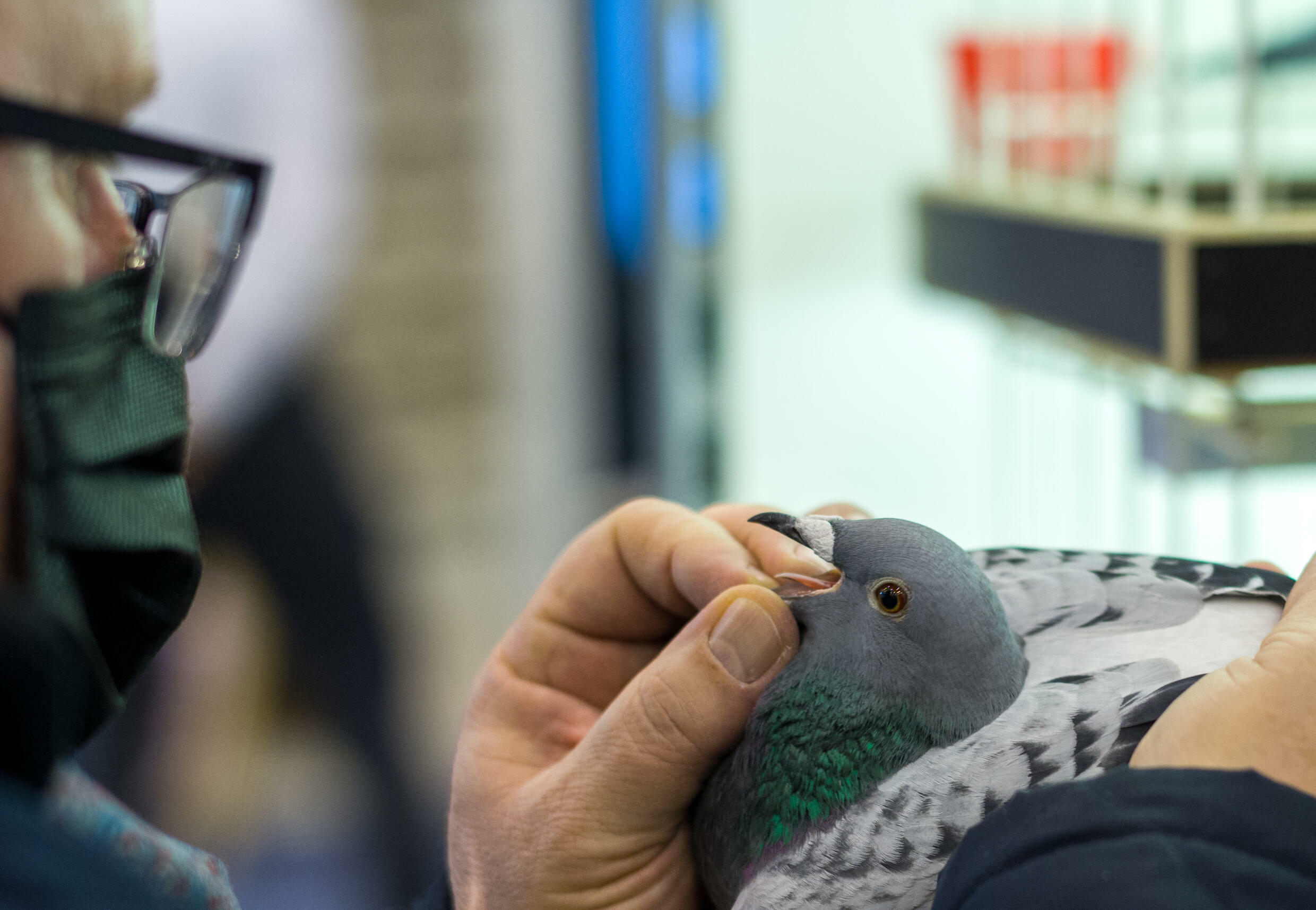 Podobnie jak konie wyścigowe, dla kupujących, zwłaszcza z Azji, liczy się rodowód – drzewo genealogiczne ptaków