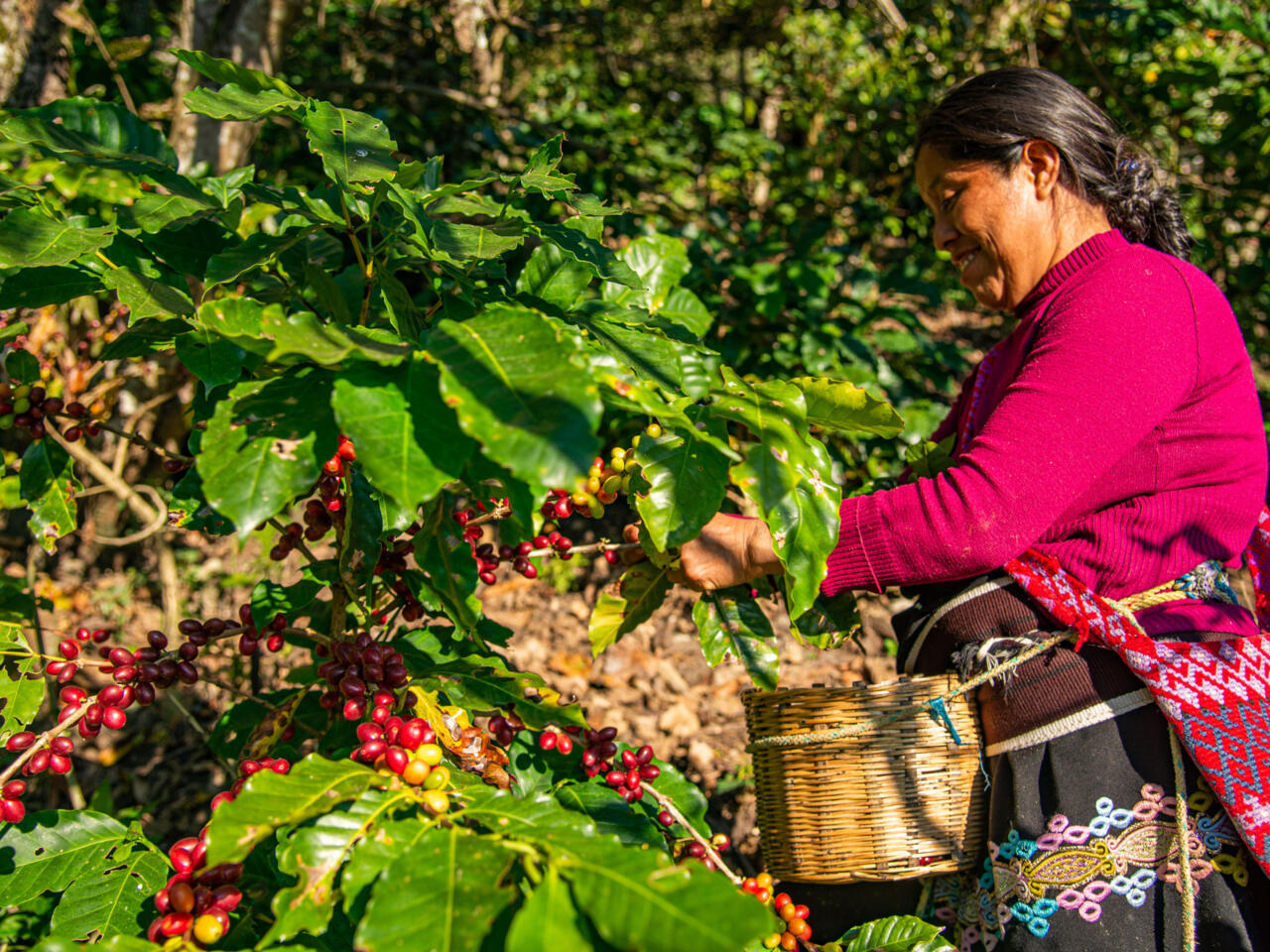 La crisis climática afecta los cultivos de café en México: reportan  pérdidas de hasta el 30% - Economía