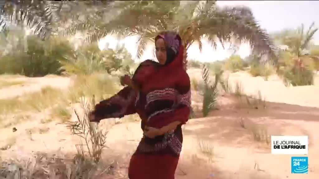 Libye : les dattes de l'Oasis Largeau, une tradition tchadiano‑libyenne