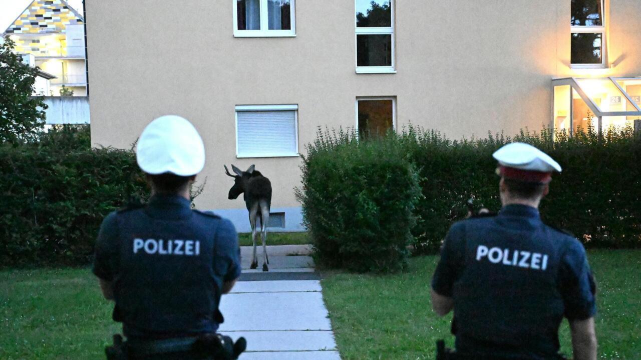 The Bright Side: Emil the moose wins hearts in Austria after weeks on the move