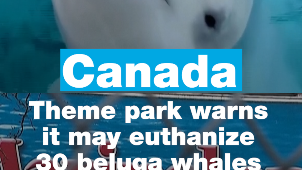 Canadian theme park warns it may euthanize beluga whales