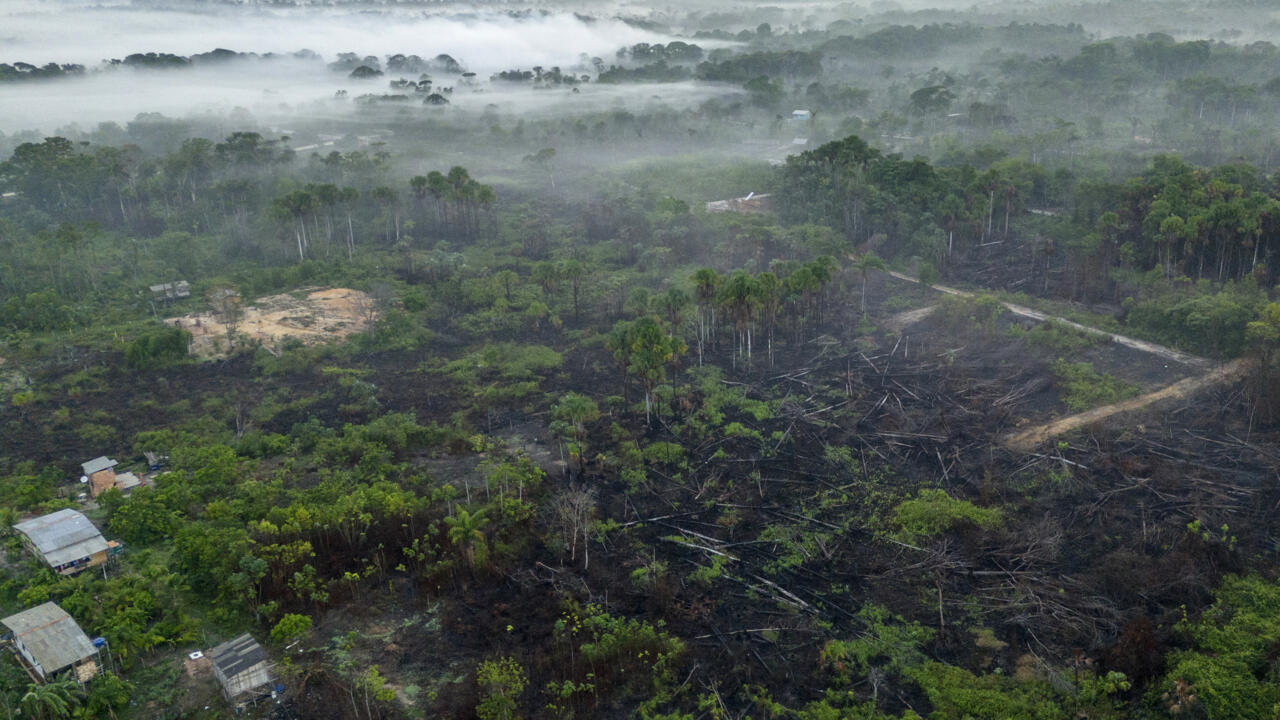 La deforestación se desacelera en el mundo, pero sigue siendo demasiado rápida