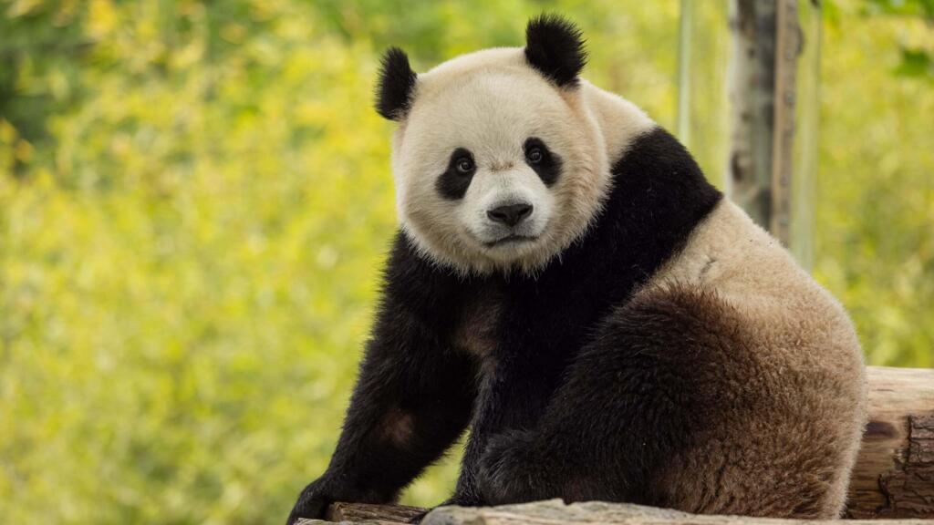 Giant pandas Bao Li and Qing Bao arrive in US from China aboard ‘Panda Express’