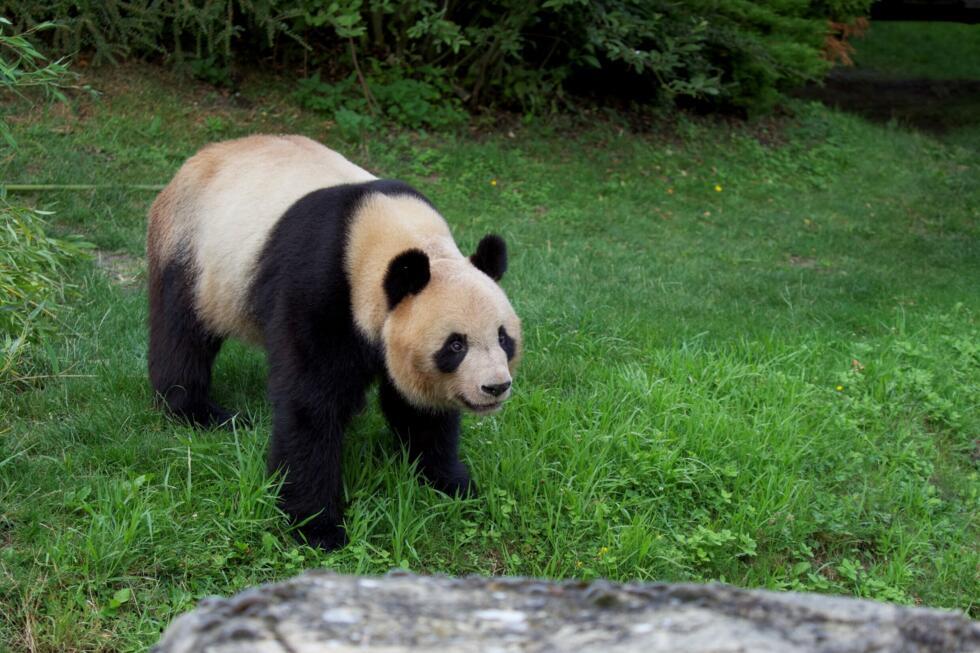 Yuan Meng, le premier panda né en France, en juillet 2023 dans le zoo de Beauval, dans le centre de la France, avant son départ pour la Chine