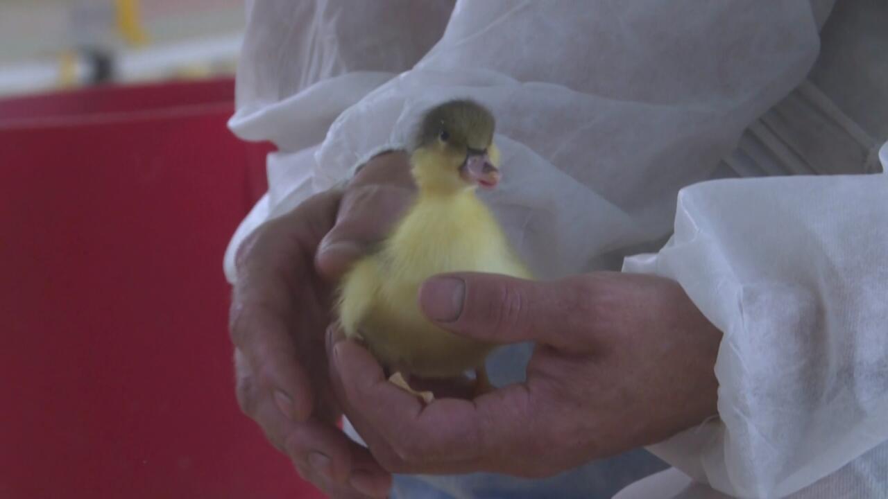 الولايات المتحدة تسجل وفاة أول إصابة مؤكدة بسلالة إتش5إن5 من إنفلونزا الطيور