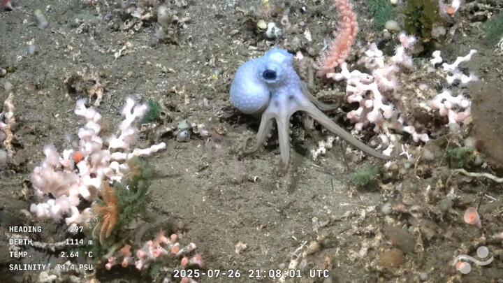 An octopus at 1114 metres of depth at the Mar del Plata Canyon in the Argentine Sea, in the Atlantic Ocean about 300 Km off Mar del Plata, Argentina.