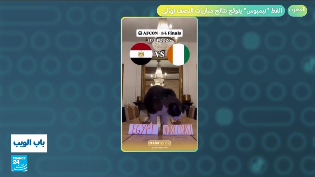 المغرب - نيجيريا، مصر- السنغال.. القط "نيمبوس" يتوقع نتائج نصف نهائي كأس أفريقيا؟