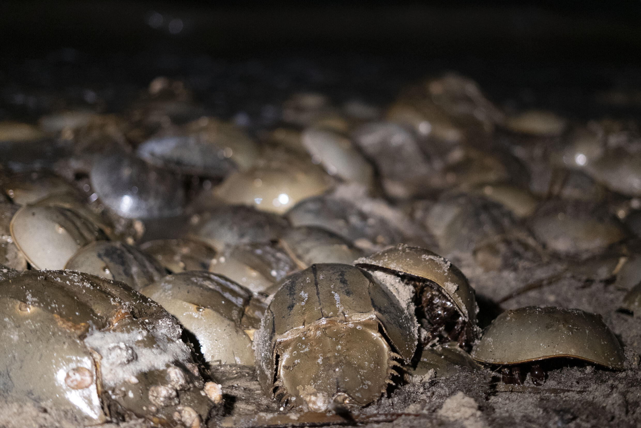 Horseshoe crabs 'Living fossils' vital for vaccine safety