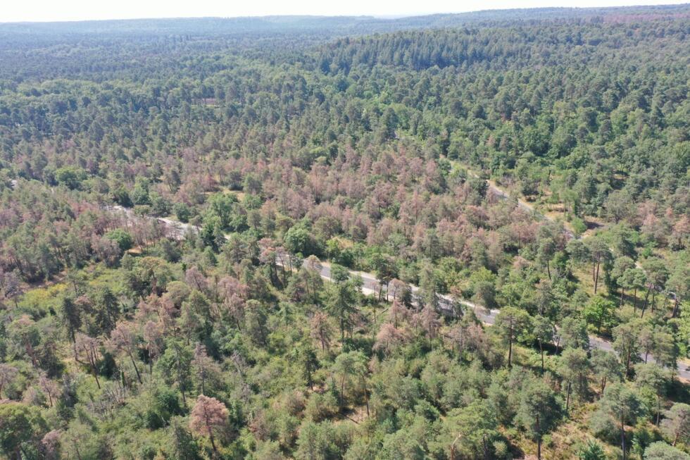 An aerial view shows many trees turned red during the summer of 2025 in the Fontainebleau Forest, due to the effects of drought.
