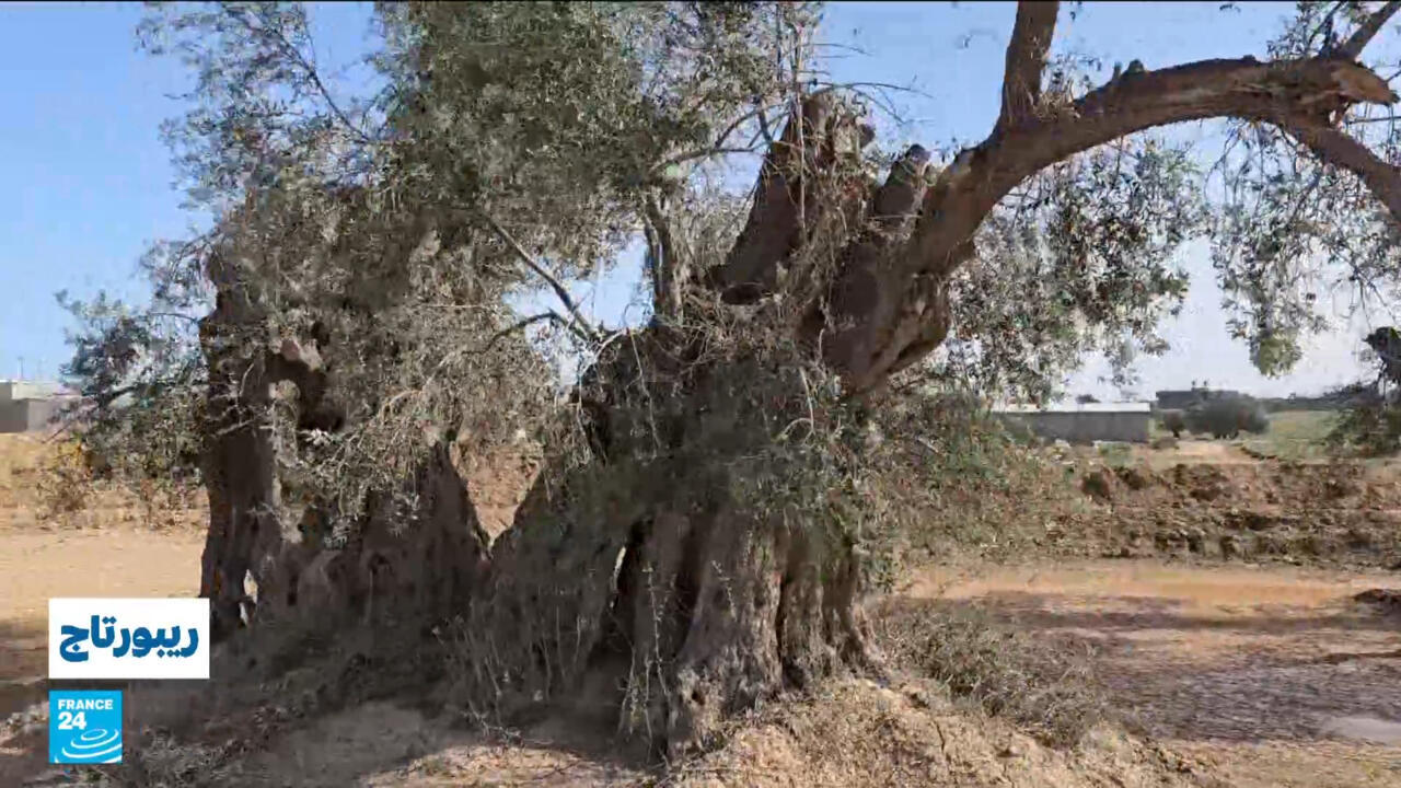 أشجار الزيتون في ليبيا.. ثروة طبيعية مهددة!