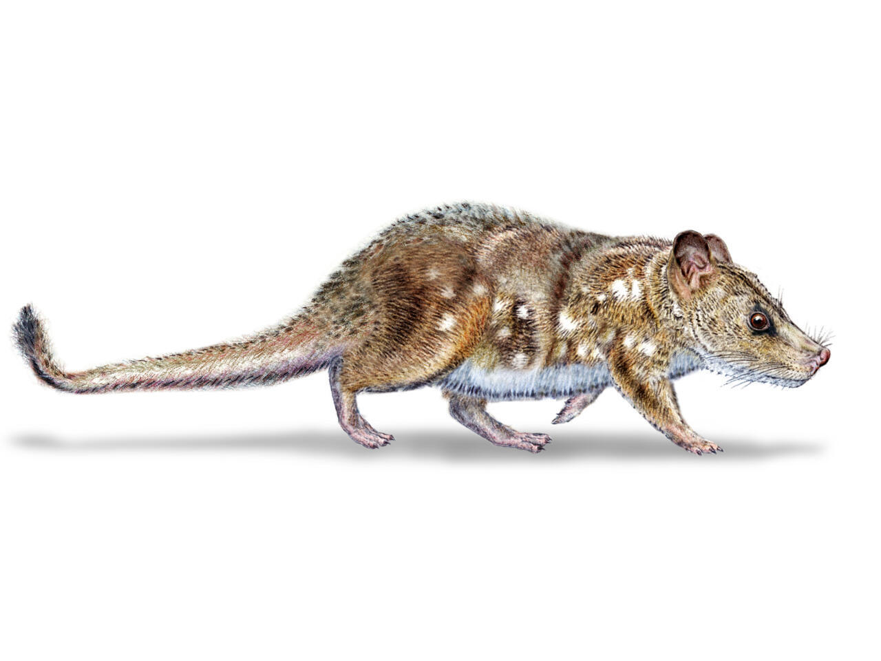 Scientists find 74-million-year-old mammal fossil in Chile