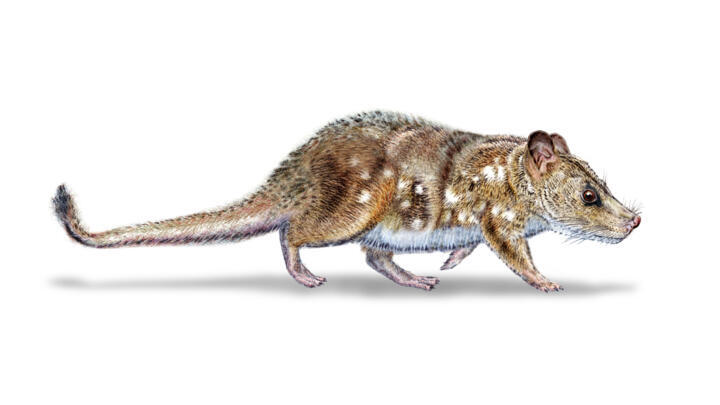 This illustration by Mauricio Alvarez depicts 'Yeutherium pressor,' a tiny mammal that lived in the time of the dinosaurs in what is now southern Chile.