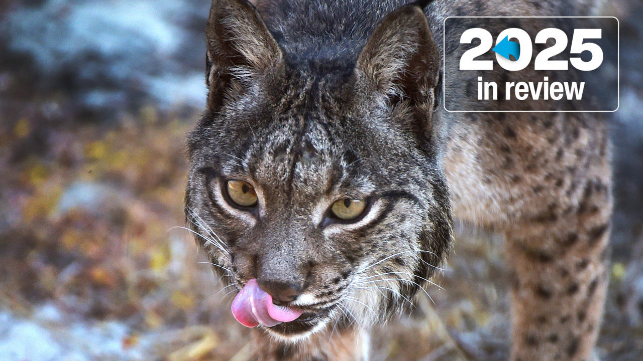 From science to sport: These are the stories that lifted spirits in 2025